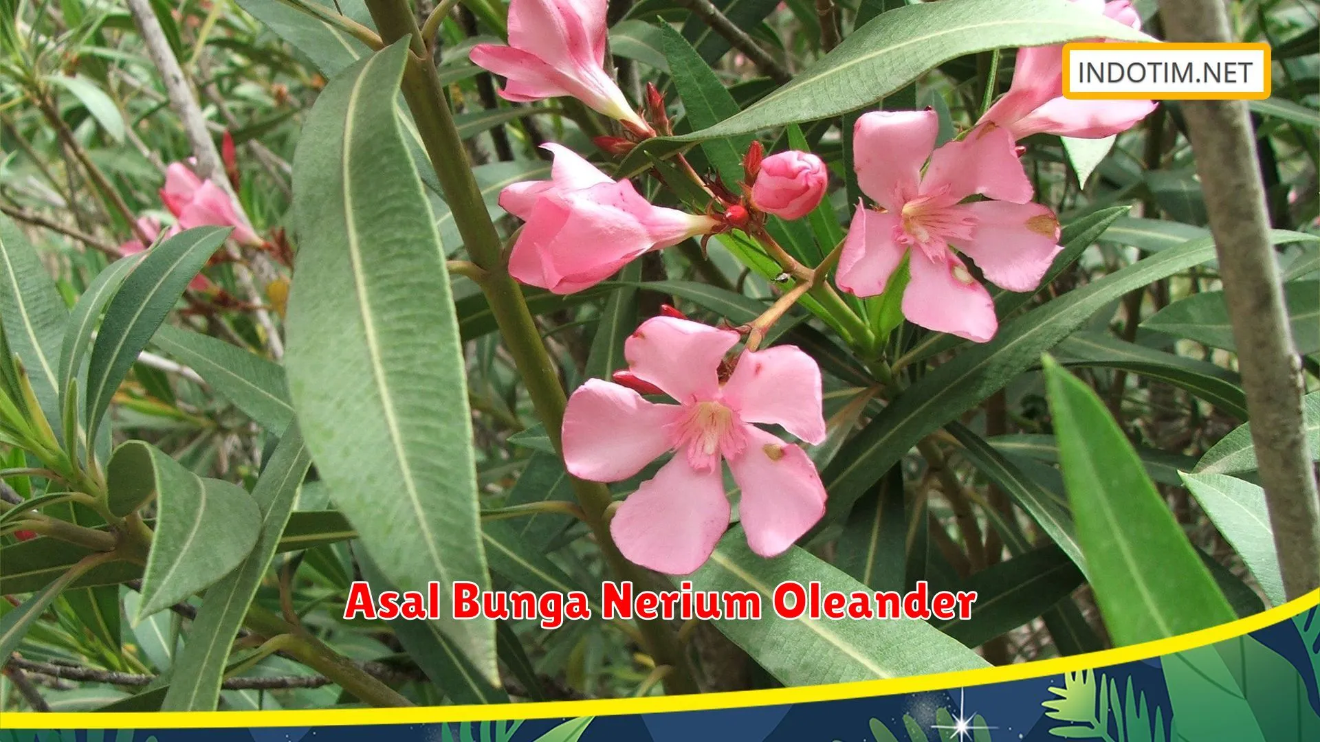 Nerium Oleander Tips Menanam Untuk Hasil Lebih Maksimal