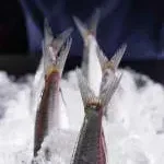 Hippie Fish Pererenan company icon