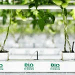 BIOGROW SUBSTRATES PHILIPPINES (PVT) INC. company logo