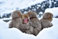 Nagano: Winter Sports and Snow Monkeys