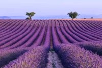Provence Lavender Fields: A Colorful Summer Escape