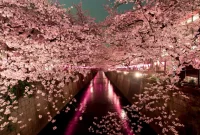 The Beauty of Cherry Blossom Season in Japan