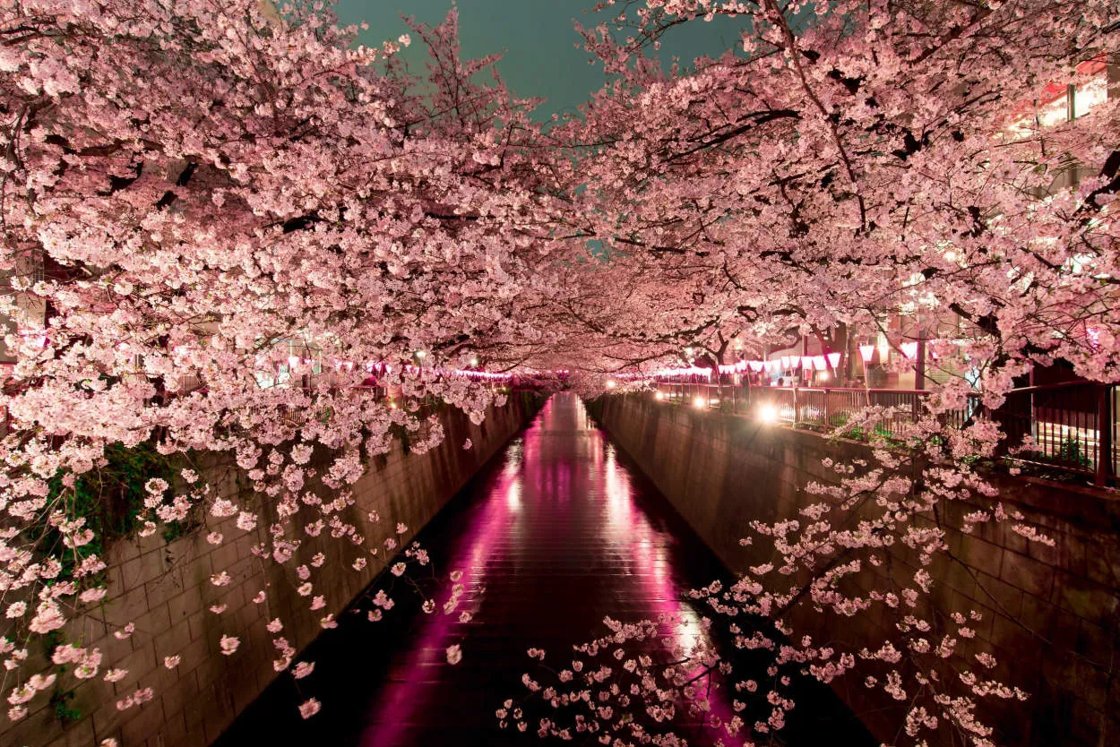 The Beauty of Cherry Blossom Season in Japan