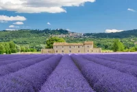 The Lavender Route: A Fragrant Tour of Provence's Fields