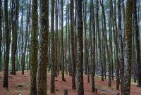 Hutan Pinus Mangunan