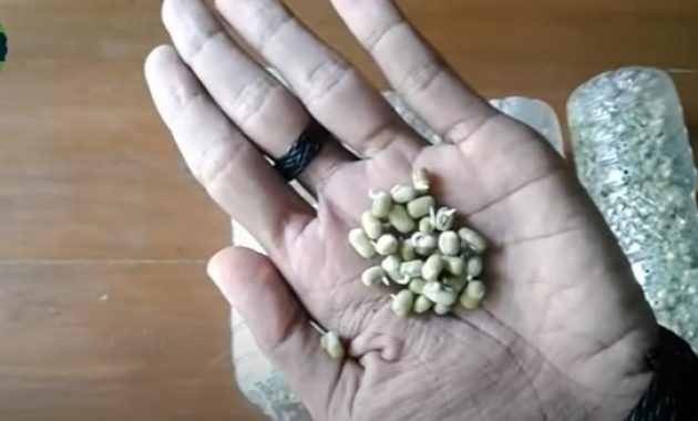 cara membuat tauge dari kacang hijau menggunakan toples