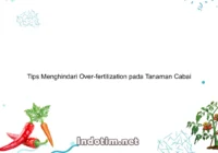 Tips Menghindari Over-fertilization pada Tanaman Cabai