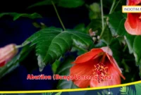 Abutilon (Bunga Lonceng Cina)