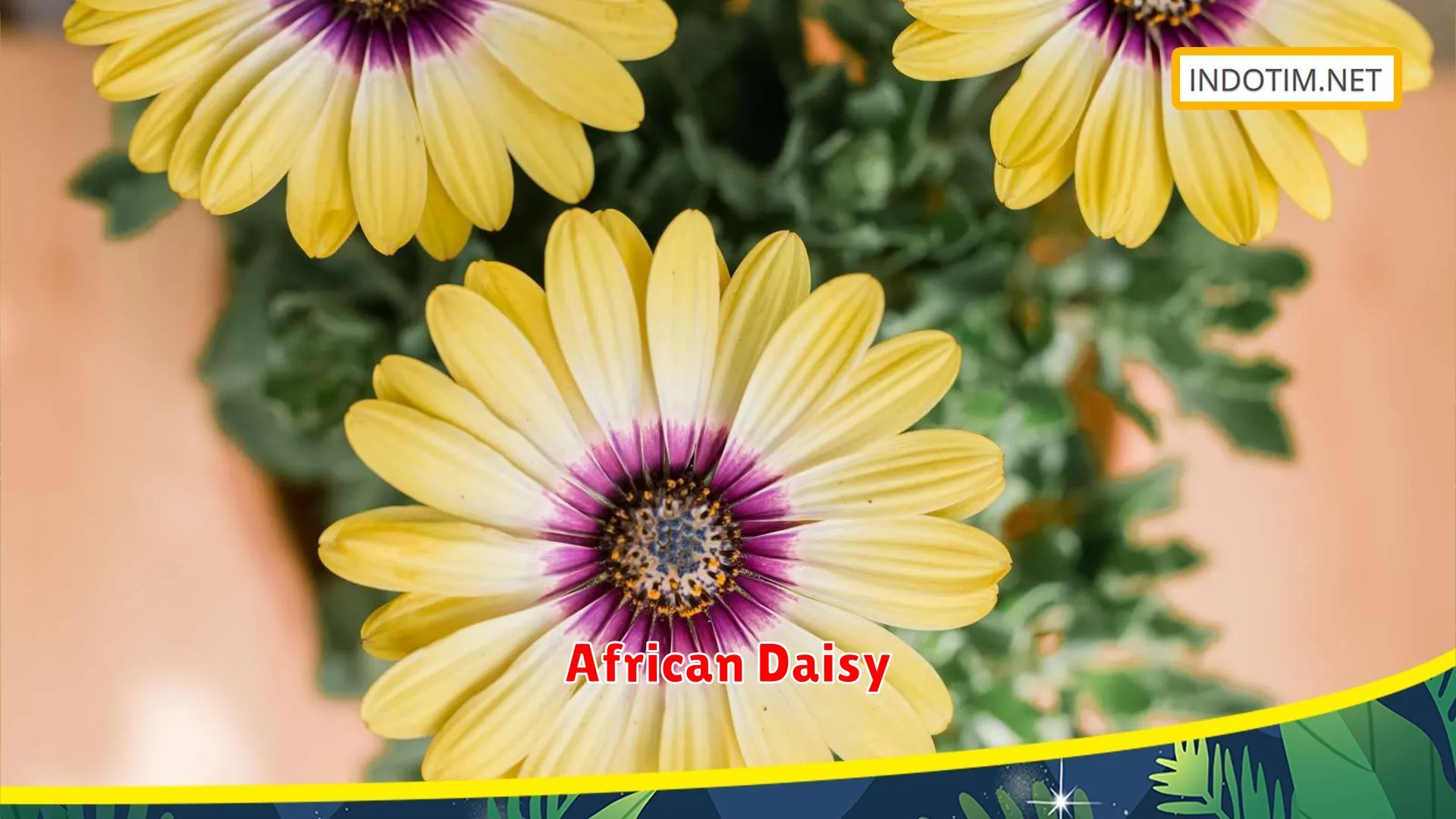 African Daisy