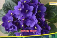 African Violet