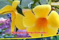 Allamanda (Bunga Alamanda)