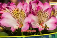 Alstroemeria