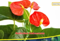 Anthurium Andraeanum