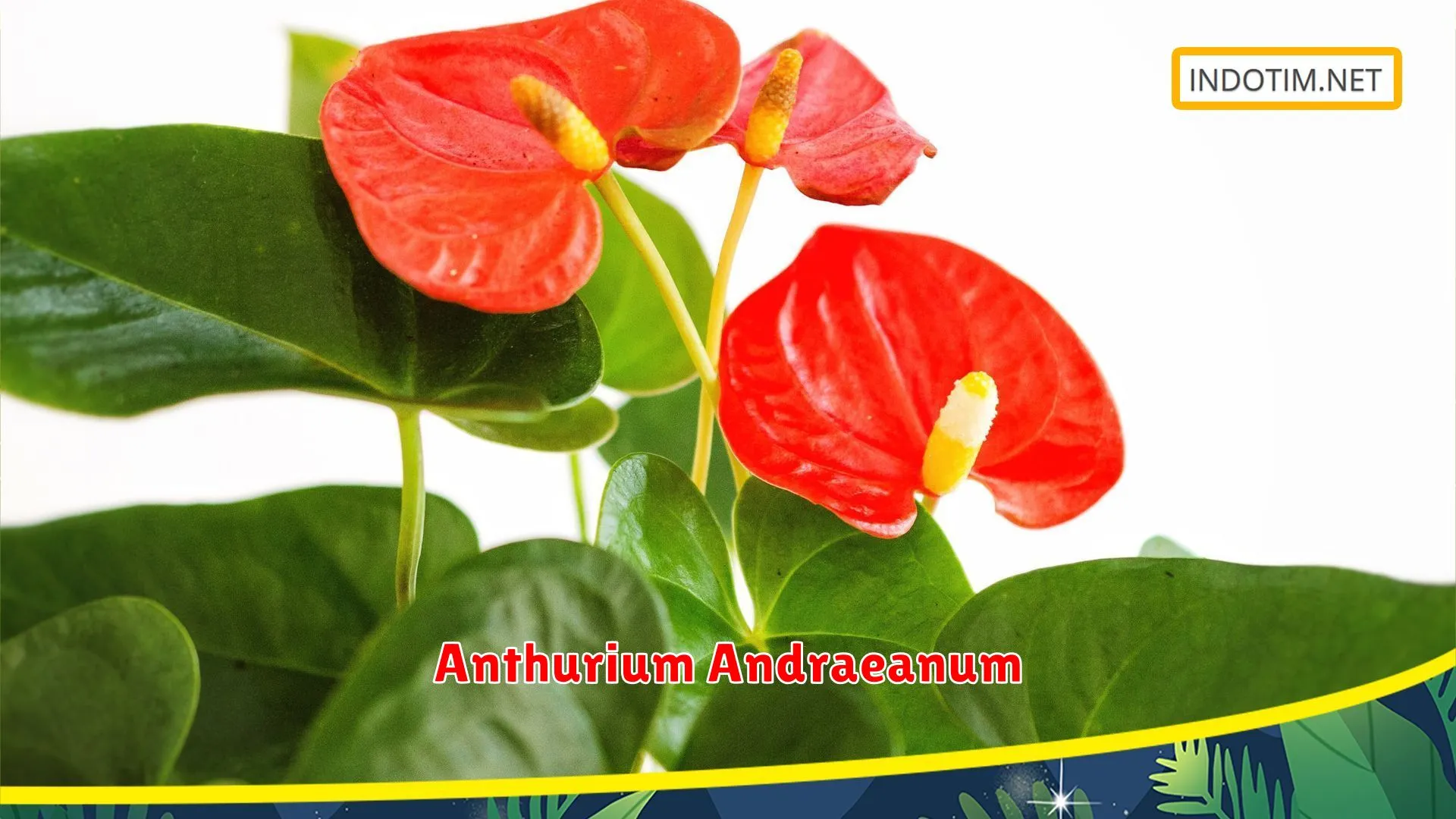 Anthurium Andraeanum