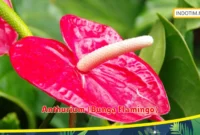 Anthurium (Bunga Flamingo)