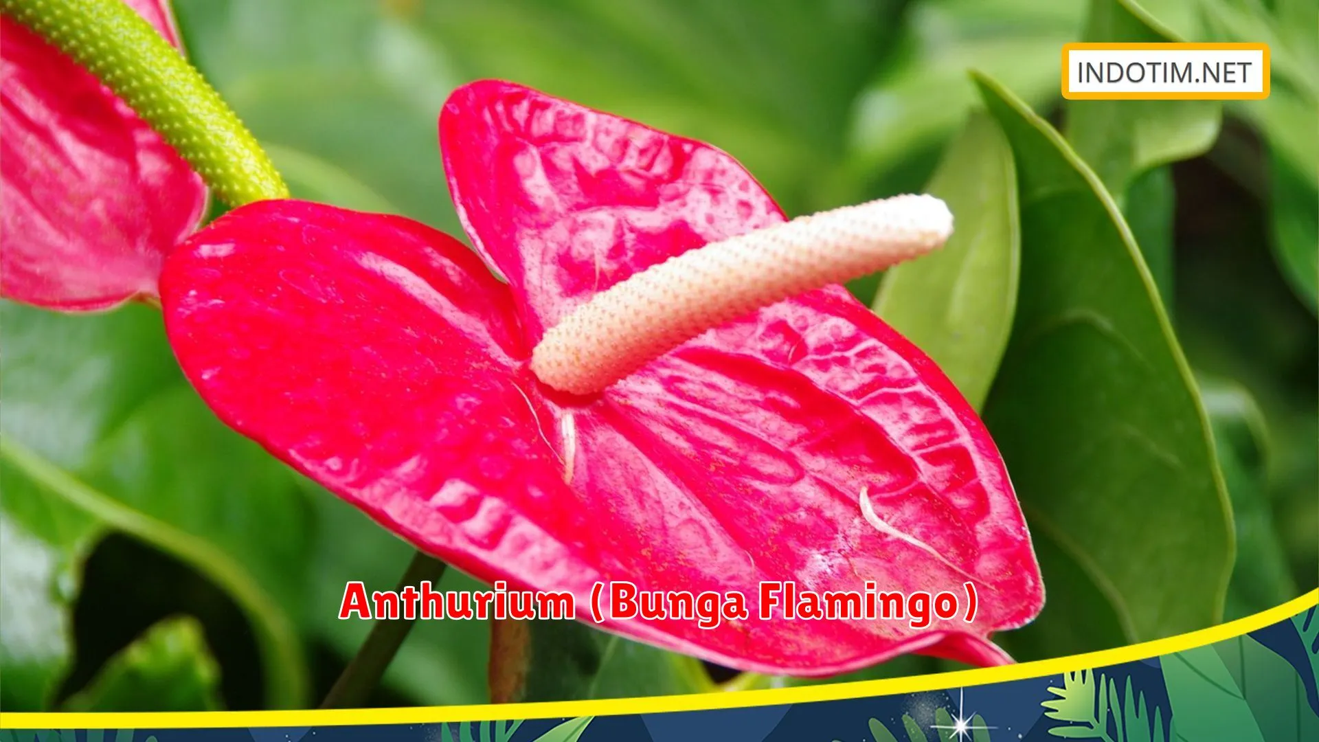 Anthurium (Bunga Flamingo)