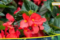 Begonia