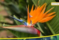 Bird of Paradise (Bunga Surga)