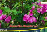 Bougainvillea (Bunga Kertas)