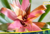 Bromeliad