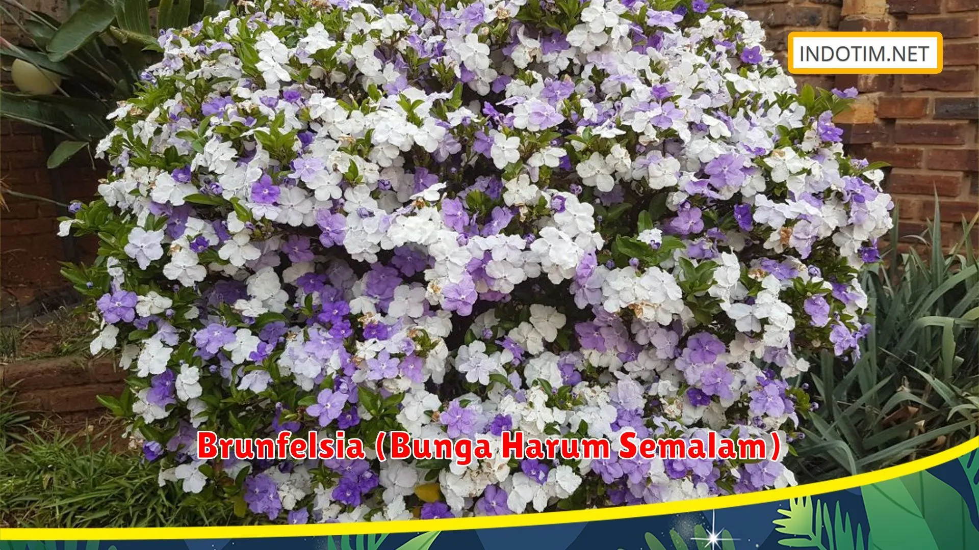 Brunfelsia (Bunga Harum Semalam)