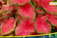 Caladium