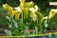 Calla Lily