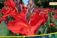 Canna Lily