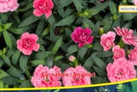 Carnation (Anyelir)