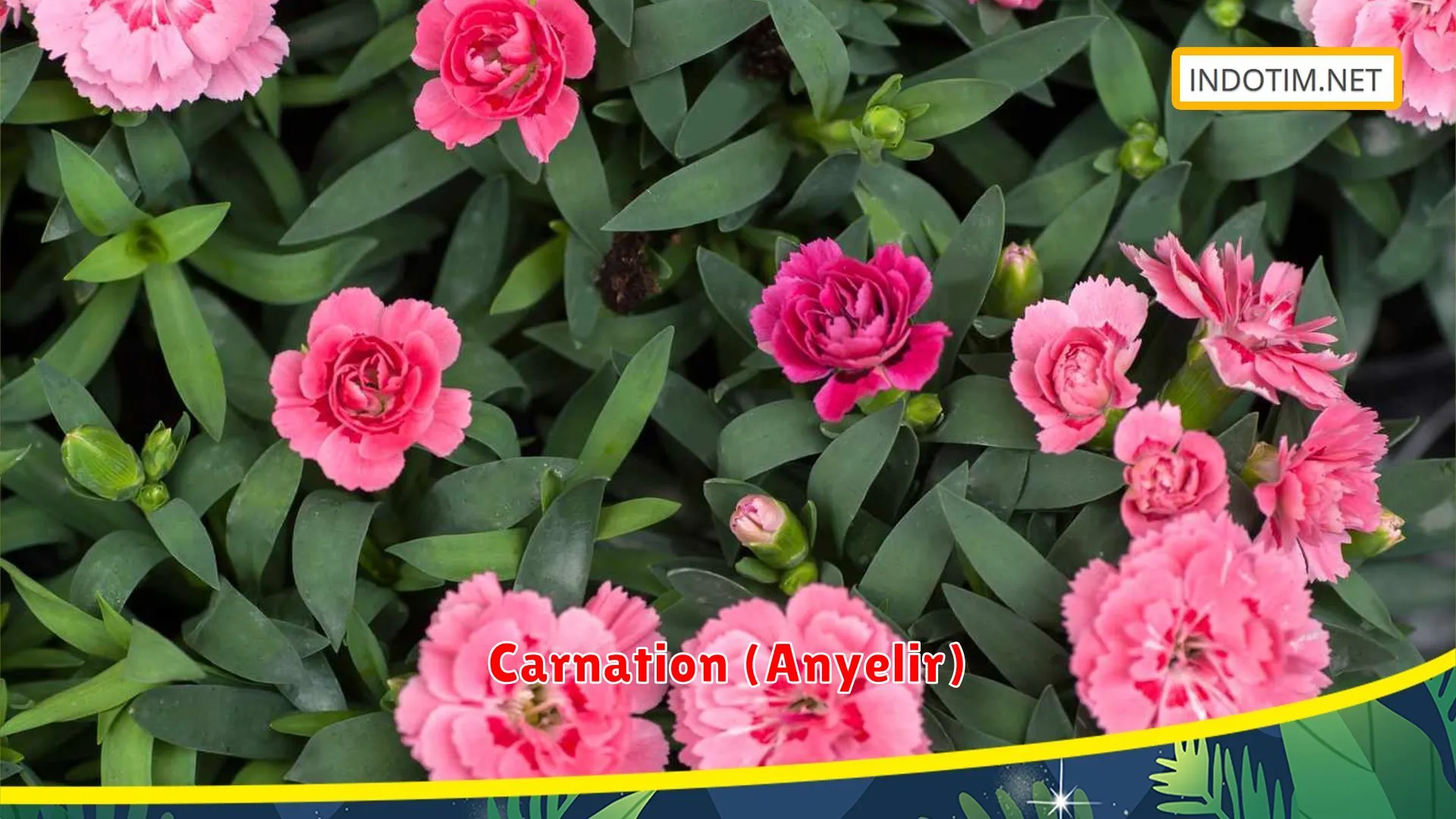 Carnation (Anyelir)