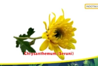 Chrysanthemum (Seruni)