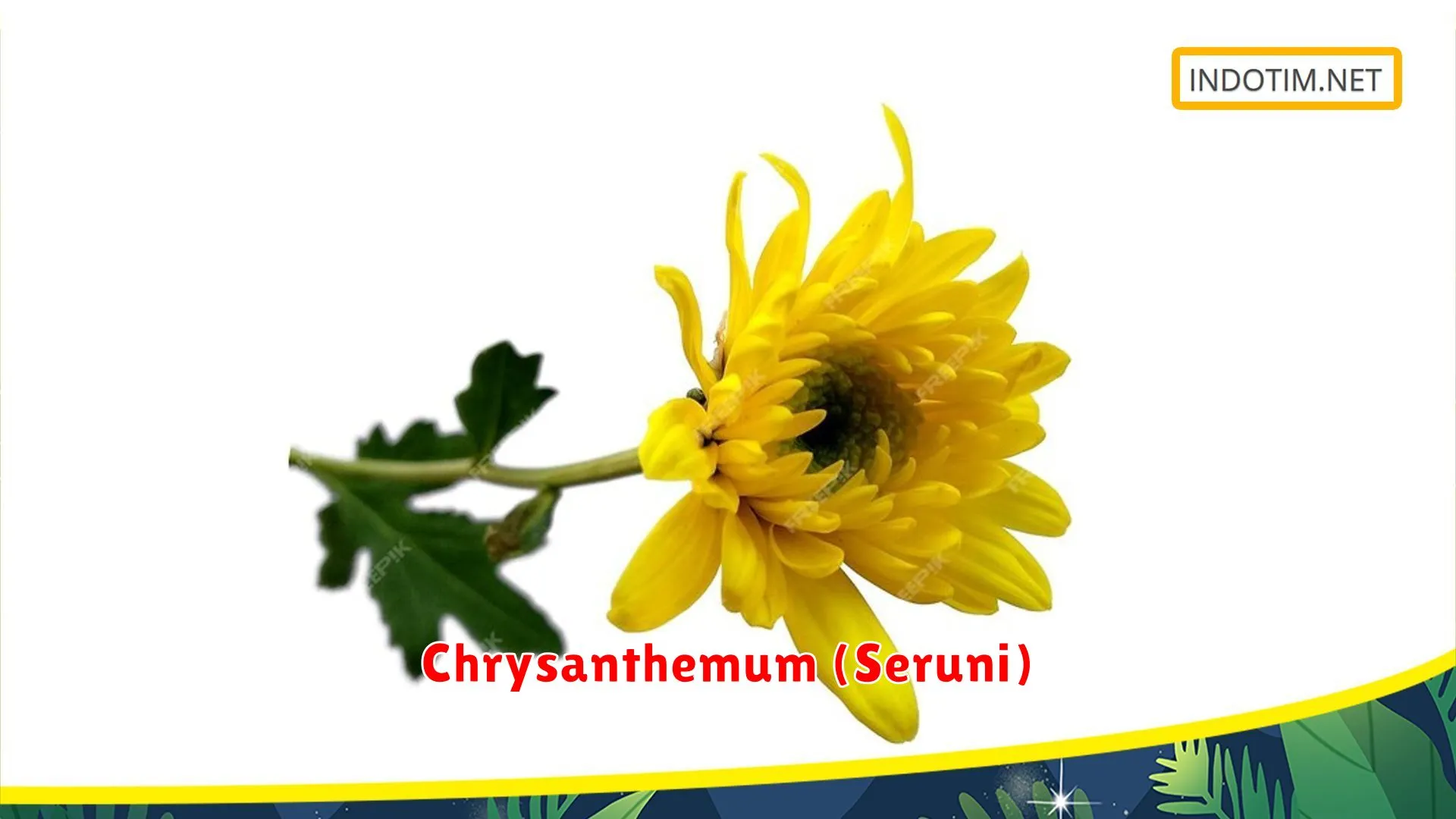Chrysanthemum (Seruni)