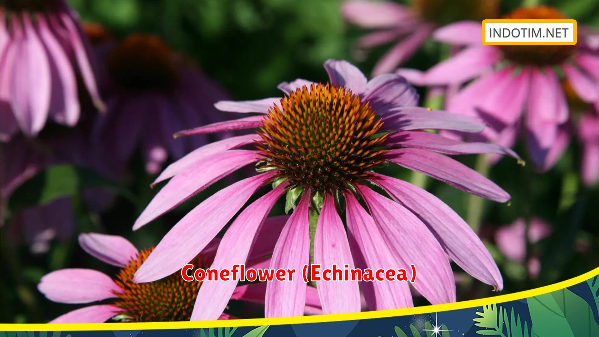 Coneflower (Echinacea)