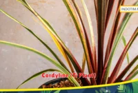 Cordyline (Ti Plant)