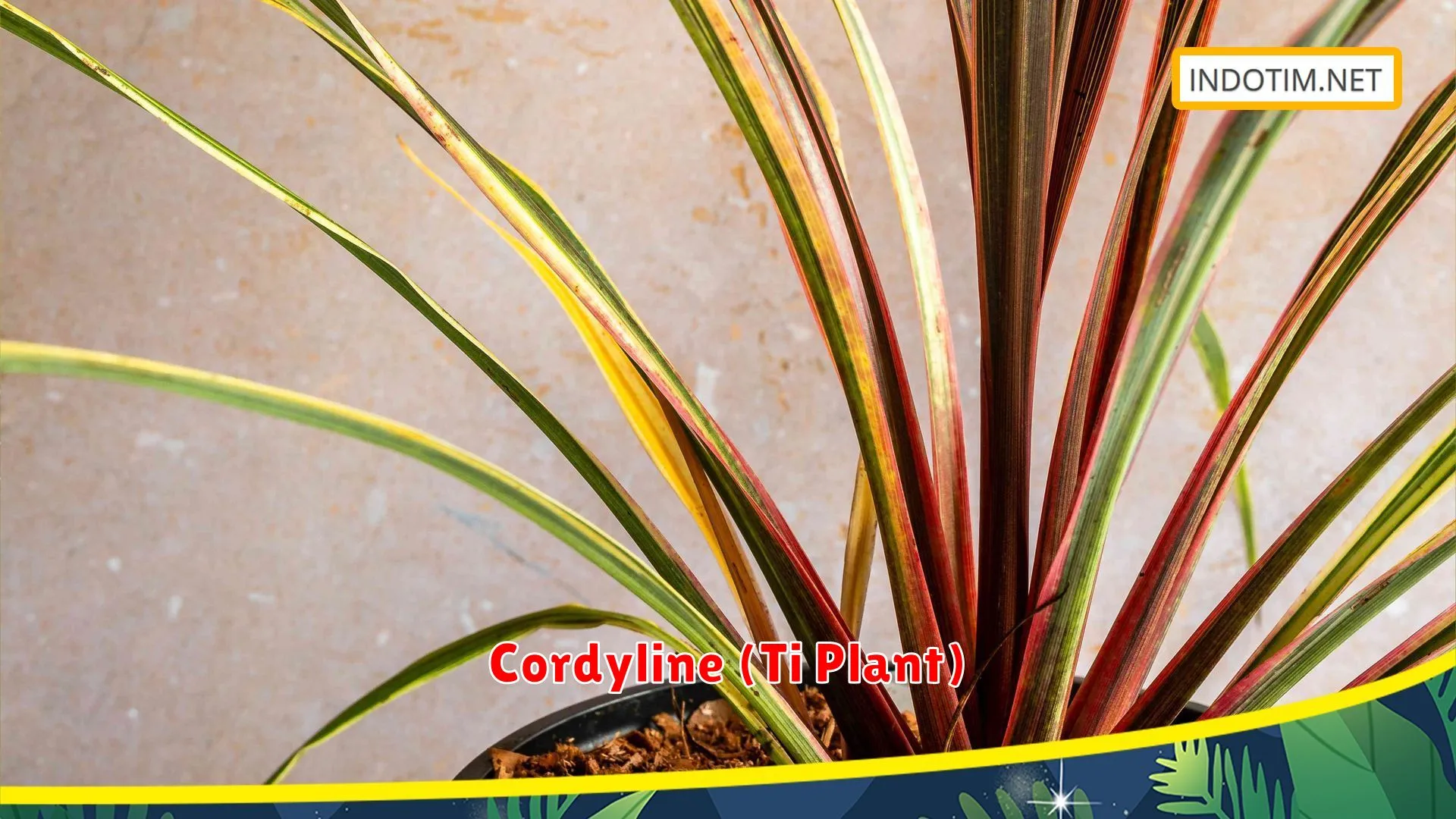Cordyline (Ti Plant)
