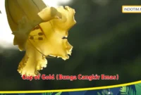 Cup of Gold (Bunga Cangkir Emas)