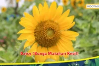Daisy (Bunga Matahari Kecil)