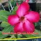 Desert Rose (Bunga Adenium)