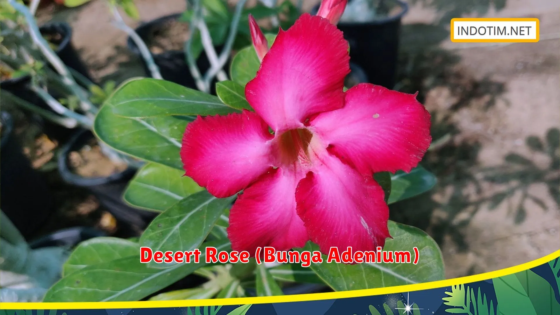 Desert Rose (Bunga Adenium)