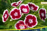 Dianthus