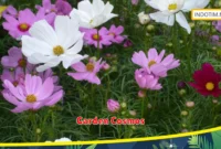 Garden Cosmos