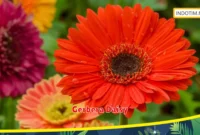 Gerbera Daisy