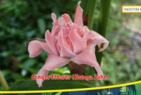 Ginger Flower (Bunga Jahe)