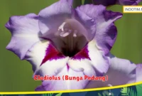 Gladiolus (Bunga Pedang)