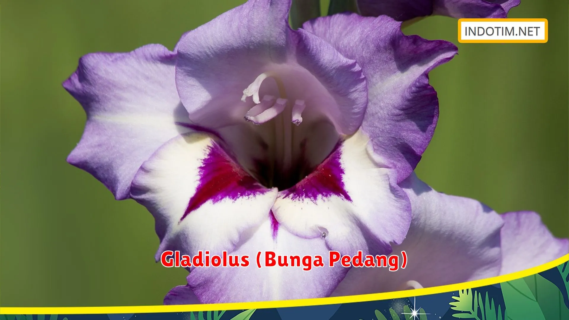 Gladiolus (Bunga Pedang)