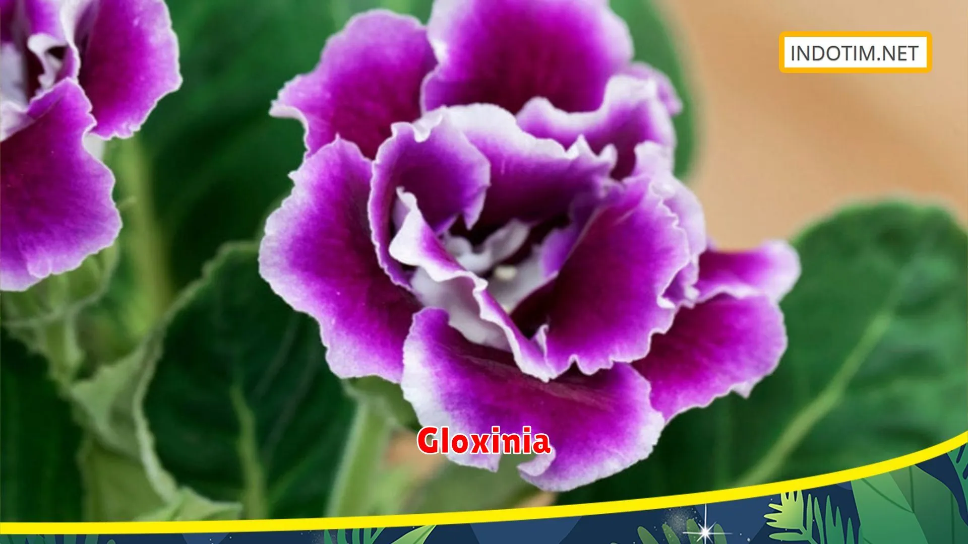 Gloxinia