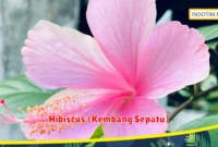 Hibiscus (Kembang Sepatu)