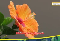 Hibiscus Rosa-Sinensis