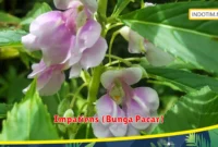 Impatiens (Bunga Pacar)