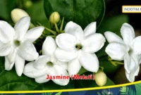 Jasmine (Melati)